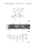 Methods and Compositions for Reducing Interleukin-4 or Interleukin-13     Signaling diagram and image