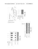 COMPOSITIONS INCLUDING TRICIRIBINE AND METHODS OF USE THEREOF diagram and image