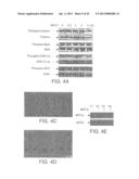 COMPOSITIONS INCLUDING TRICIRIBINE AND METHODS OF USE THEREOF diagram and image