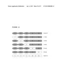 ANTAGONIST ANTI-NOTCH3 ANTIBODIES AND THEIR USE IN THE PREVENTION AND     TREATMENT OF NOTCH3-RELATED DISEASES diagram and image