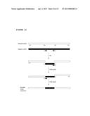 ANTAGONIST ANTI-NOTCH3 ANTIBODIES AND THEIR USE IN THE PREVENTION AND     TREATMENT OF NOTCH3-RELATED DISEASES diagram and image