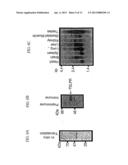 Antibodies to Thymic Stromal Lymphopoietin (TSLP) Receptor Molecules and     Uses Thereof diagram and image