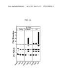 Antibodies to Thymic Stromal Lymphopoietin (TSLP) Receptor Molecules and     Uses Thereof diagram and image