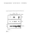 DIAGNOSIS AND PREVENTION OF CANCER CELL INVASION diagram and image