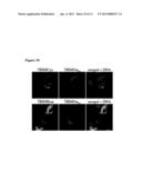 POLYNUCLEOTIDE ENCODING A TRIM-CYP POLYPEPTIDE, COMPOSITIONS THEREOF, AND     METHODS OF USING SAME diagram and image