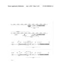 ASSESSMENT OF CANCER RISK BASED ON RNU2 CNV AND INTERPLAY BETWEEN RNU2 CNV     AND BRCA1 diagram and image