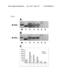 SOLUBLE EXPRESSION OF BULKY FOLDED ACTIVE PROTEINS diagram and image