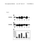 SOLUBLE EXPRESSION OF BULKY FOLDED ACTIVE PROTEINS diagram and image