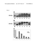 SOLUBLE EXPRESSION OF BULKY FOLDED ACTIVE PROTEINS diagram and image