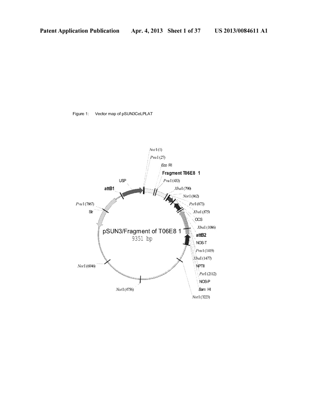 Novel Plant Acyltransferases Specific for Long-Chained, Multiply     Unsaturated Fatty Acids - diagram, schematic, and image 02