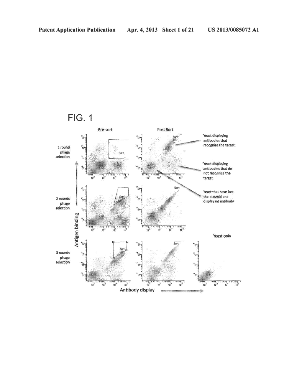 RECOMBINANT RENEWABLE POLYCLONAL ANTIBODIES - diagram, schematic, and image 02