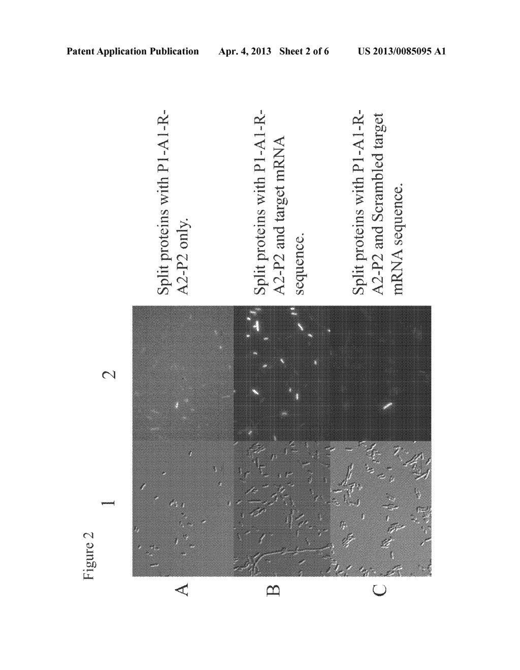 PROTEIN COMPLEMENTATION REGULATORS - diagram, schematic, and image 03