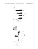 METHODS AND COMPOSITIONS COMPRISING AMPK ACTIVATOR     (METFORMIN/TROGLITAZONE) FOR THE TREATMENT OF MYOTONIC DYSTROPHY TYPE 1     (DM1) diagram and image