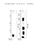 METHOD FOR NON-COVALENT IMMOBILIZATION OF INFECTIOUS PRION PROTEIN diagram and image