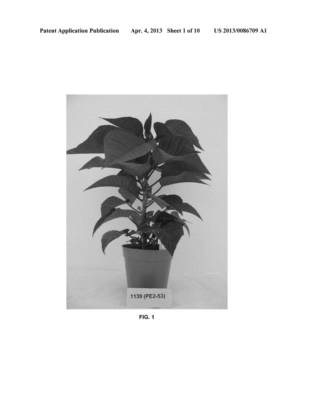 FREE BRANCHING POINSETTIA - diagram, schematic, and image 02