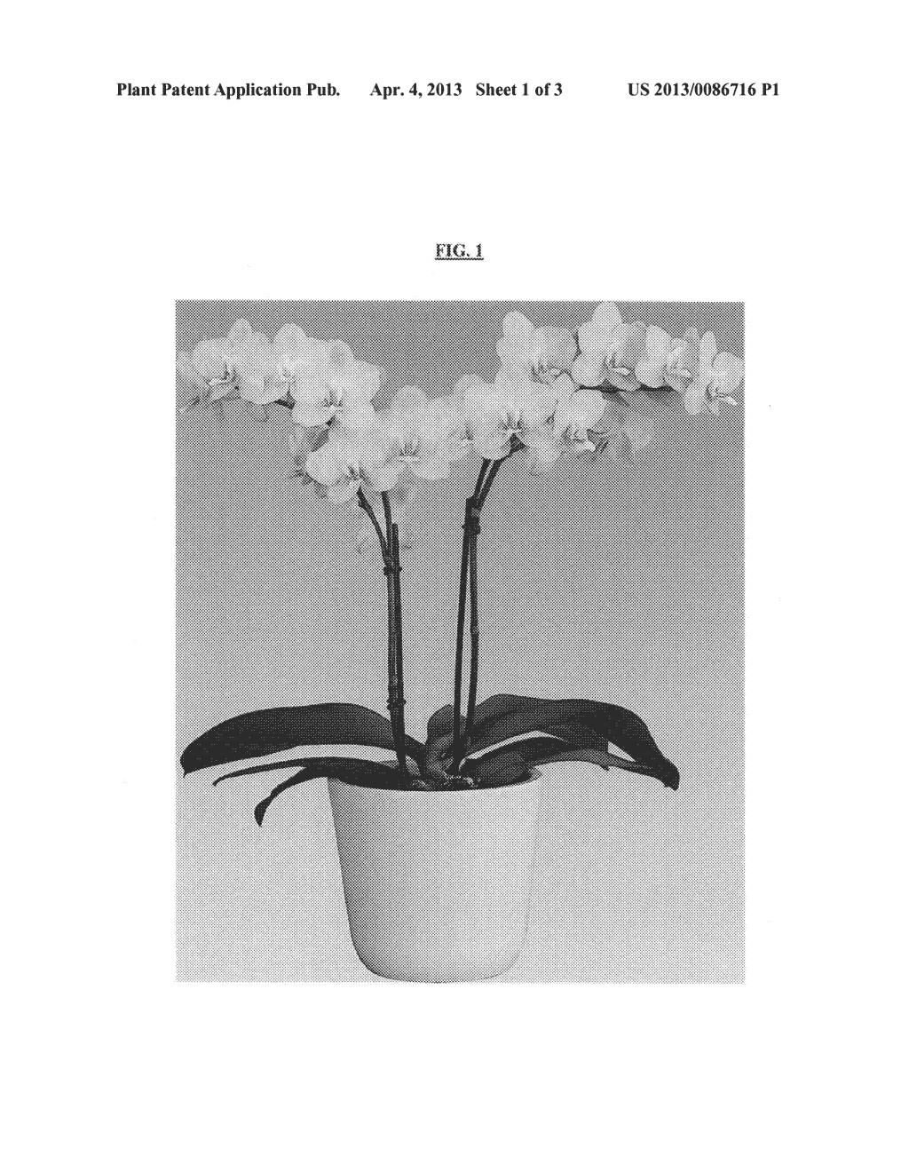 Phalaenopsis orchid plant named 'Starshine' - diagram, schematic, and image 04