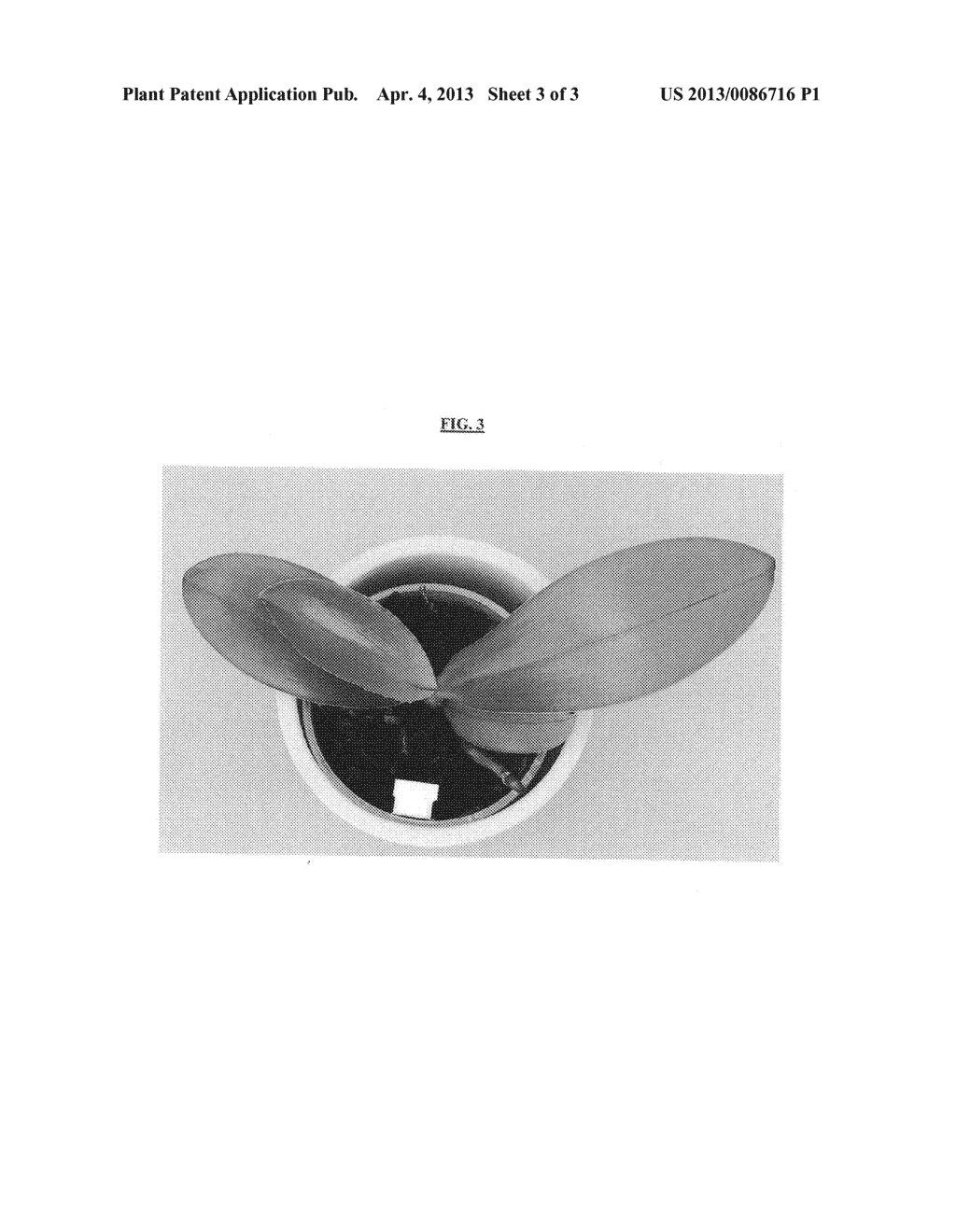 Phalaenopsis orchid plant named 'Starshine' - diagram, schematic, and image 06