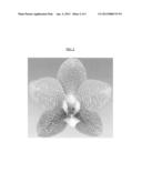 Phalaenopsis orchid plant named  Auberge  diagram and image