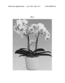 Phalaenopsis orchid plant named  Moondust  diagram and image