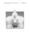 Phalaenopsis orchid plant named  Moondust  diagram and image