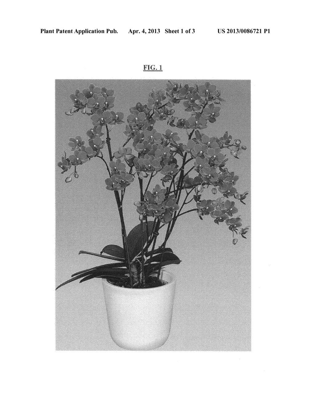 Phalaenopsis orchid plant named 'Romance' - diagram, schematic, and image 04