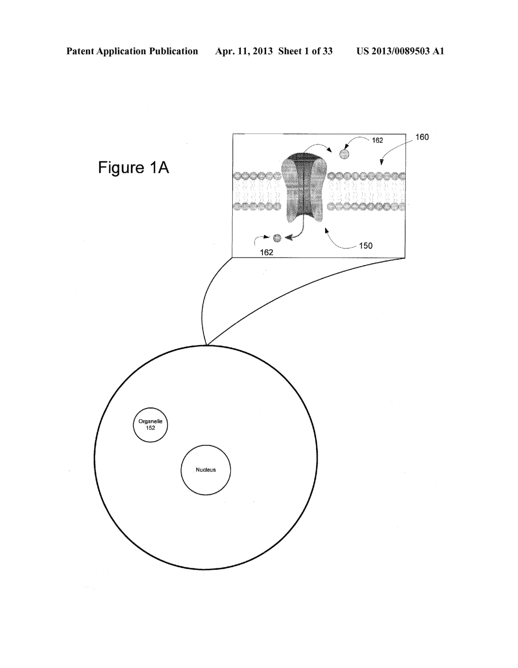 Light-Sensitive Ion-Passing Molecules - diagram, schematic, and image 02