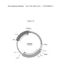 HETEROLOGOUS HOSTS diagram and image