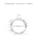 HETEROLOGOUS HOSTS diagram and image