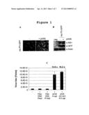 ADENOVIRUS DERIVED HELPER VIRUS FOR ENHANCING RECOMBINANT PARVOVIRUS     PRODUCTION diagram and image