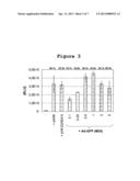 ADENOVIRUS DERIVED HELPER VIRUS FOR ENHANCING RECOMBINANT PARVOVIRUS     PRODUCTION diagram and image