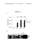 ADENOVIRUS DERIVED HELPER VIRUS FOR ENHANCING RECOMBINANT PARVOVIRUS     PRODUCTION diagram and image