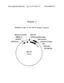 ADENOVIRUS DERIVED HELPER VIRUS FOR ENHANCING RECOMBINANT PARVOVIRUS     PRODUCTION diagram and image