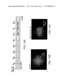 METHOD FOR TREATING A DISEASE ASSOCIATED WITH SOLUBLE, OLIGOMERIC SPECIES     OF AMYLOID BETA 1-42 diagram and image