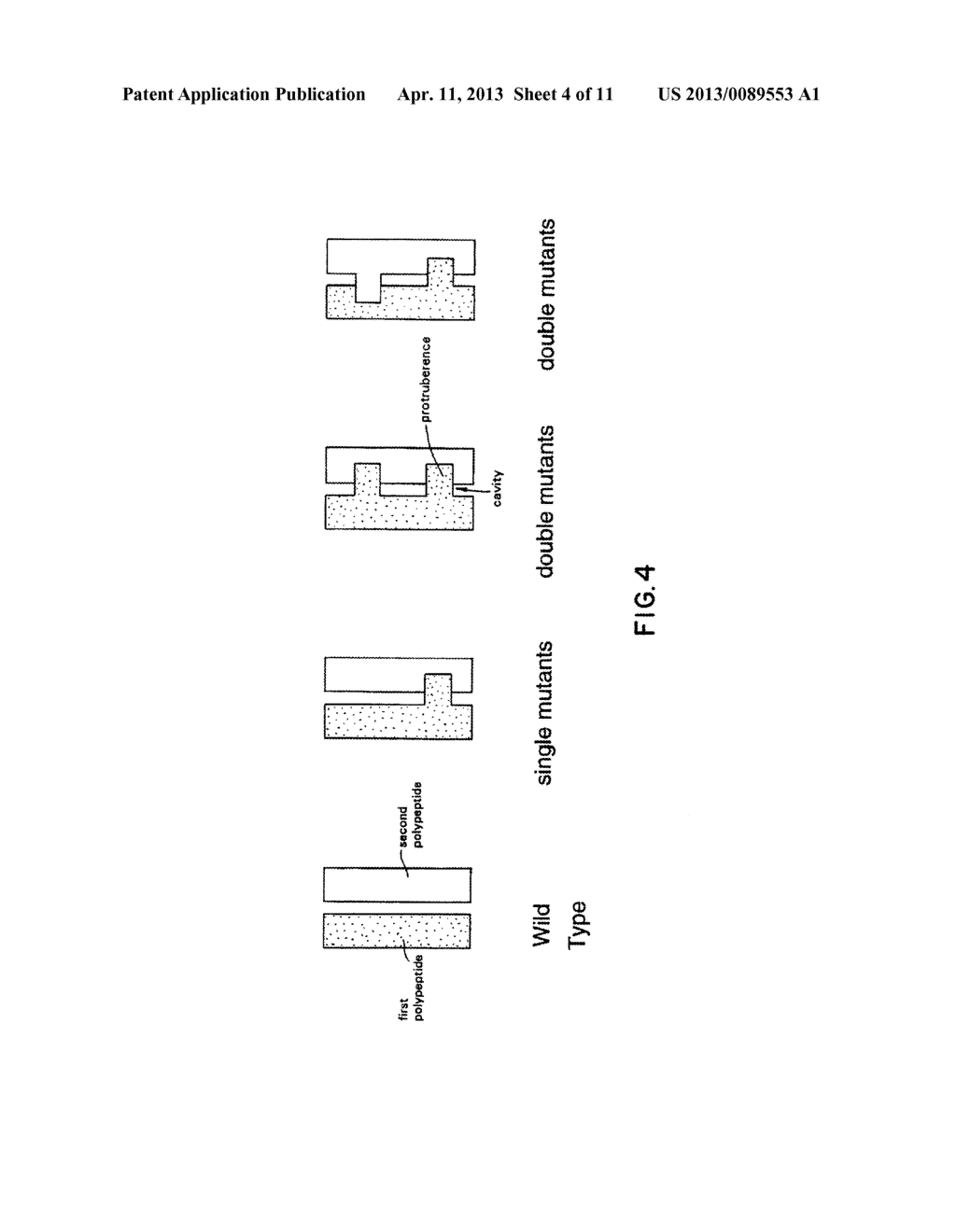METHOD FOR MAKING HETEROMULTIMERIC POLYPEPTIDES - diagram, schematic, and image 05