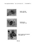 MicroRNA-130a,b as a Tumor Suppressor and Sensitizing Agent for     Chemotherapy diagram and image