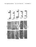 Compositions of Jasmonate Compounds and Methods of Use diagram and image