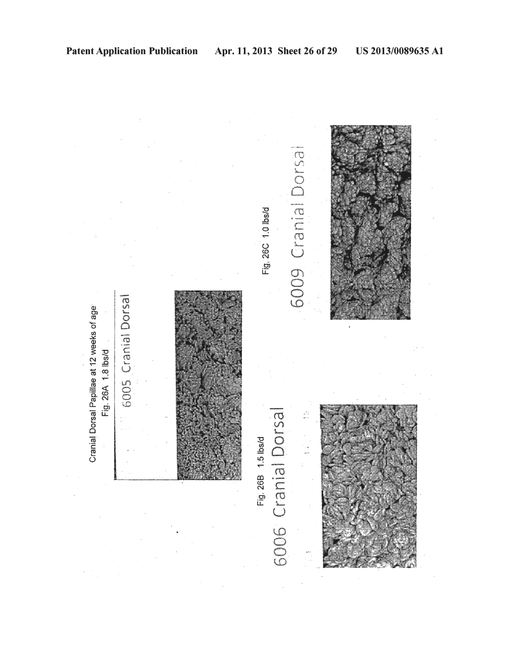 SYSTEM AND METHOD FOR FEEDING RUMINANTS BASED ON RUMEN MORPHOLOGY - diagram, schematic, and image 27