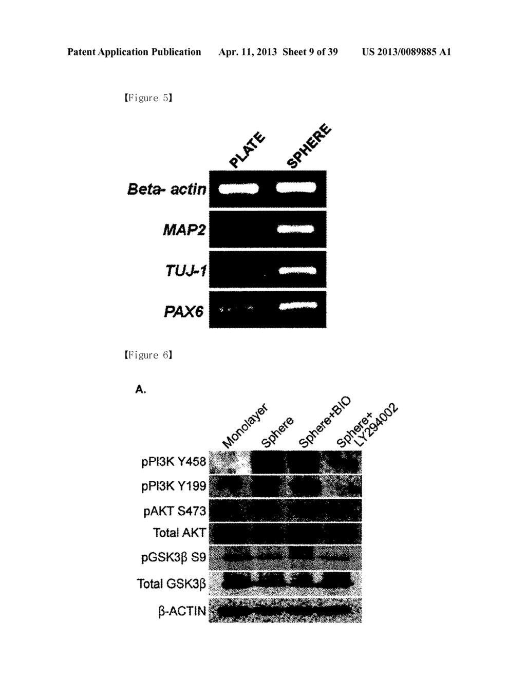 CD49F PROMOTING PROLIFERATION, MULTIPOTENCY AND REPROGRAMMING OF ADULT     STEM CELLS THROUGH PI3K/AKT/GSK3 PATHWAY - diagram, schematic, and image 10