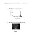 TOOLS FOR THE IDENTIFICATION OF LINGO-1, LINGO-2, LINGO-3 AND LINGO-4     LIGANDS, AND USES THEREOF diagram and image