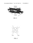 PROTEIN SCAFFOLDS FOR TARGETED DELIVERY OF TOXIC IRON TO CANCER CELLS diagram and image