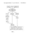 MODULATION OF EPIDERMAL GROWTH FACTOR RECEPTOR LIGANDS diagram and image