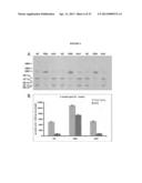 METHODS FOR THE TREATMENT OF TAY-SACHS DISEASE, SANDHOFF DISEASE, AND     GM1-GANGLIOSIDOSIS diagram and image