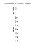 METHODS FOR THE TREATMENT OF TAY-SACHS DISEASE, SANDHOFF DISEASE, AND     GM1-GANGLIOSIDOSIS diagram and image