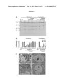 METHODS FOR THE TREATMENT OF TAY-SACHS DISEASE, SANDHOFF DISEASE, AND     GM1-GANGLIOSIDOSIS diagram and image