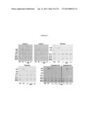 METHODS FOR THE TREATMENT OF TAY-SACHS DISEASE, SANDHOFF DISEASE, AND     GM1-GANGLIOSIDOSIS diagram and image