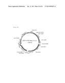 TRANSFORMANT WHICH PRODUCES GLYCINE REPEAT SEQUENCE PROTEIN diagram and image