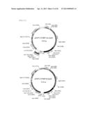 TRANSFORMANT WHICH PRODUCES GLYCINE REPEAT SEQUENCE PROTEIN diagram and image