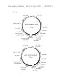 TRANSFORMANT WHICH PRODUCES GLYCINE REPEAT SEQUENCE PROTEIN diagram and image