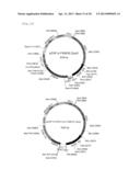 TRANSFORMANT WHICH PRODUCES GLYCINE REPEAT SEQUENCE PROTEIN diagram and image