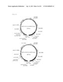 TRANSFORMANT WHICH PRODUCES GLYCINE REPEAT SEQUENCE PROTEIN diagram and image